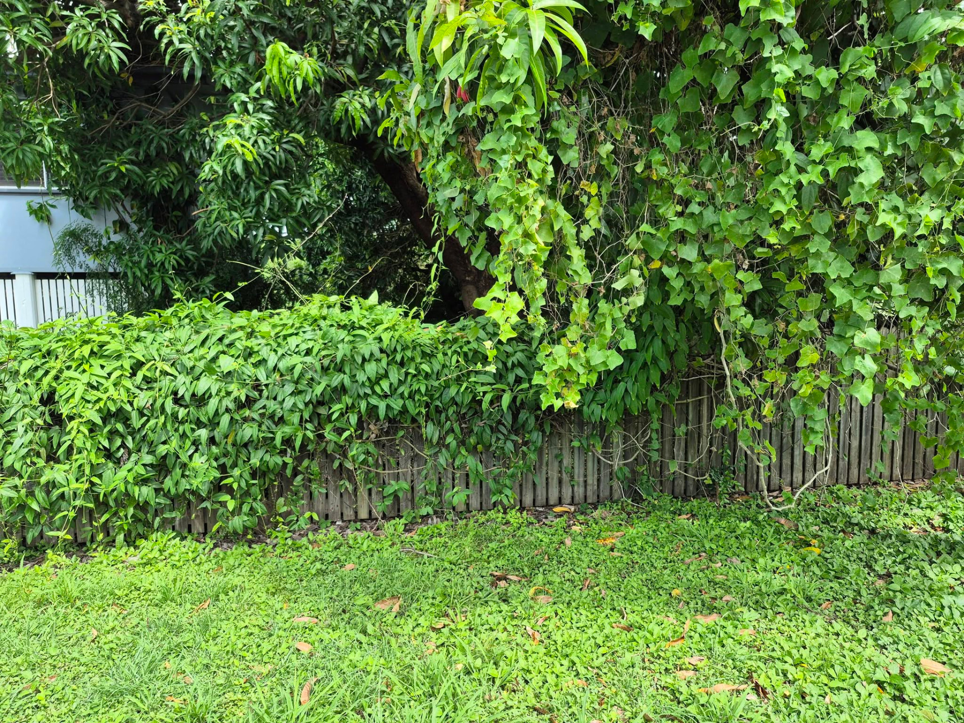 Before: a Townsville fence line buried under overgrown vines and creeper before property maintenance